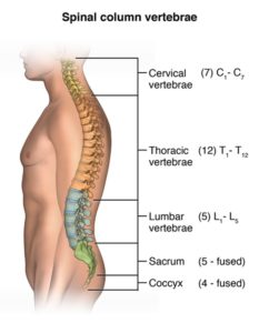 The coccygeal vertebra – consisting of four vertebrae